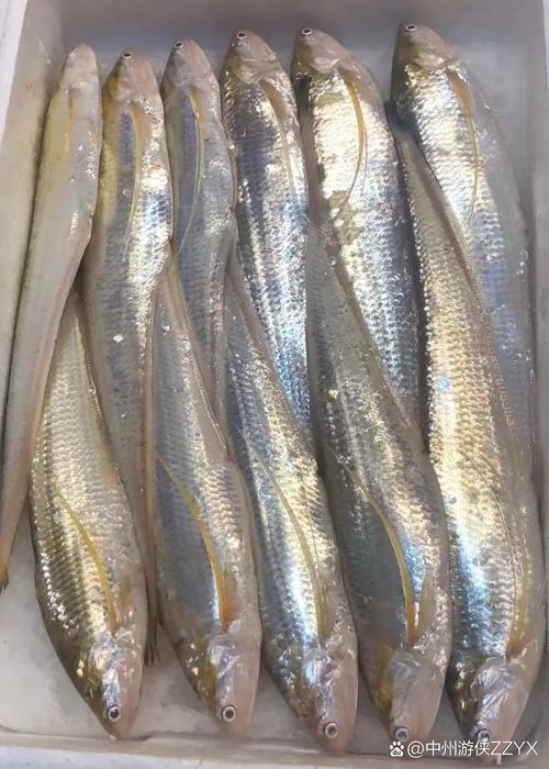 黃河圖片刀魚大全_黃河魚照片_黃河刀魚圖片