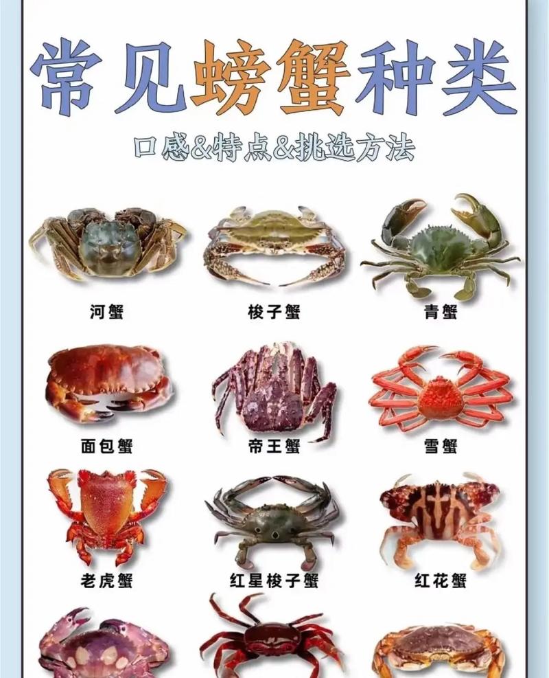 黃河口大閘蟹是什么蟹種_黃河口大閘蟹是淡水還是海水養_黃河口大閘蟹上市時間