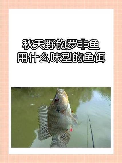 大餌釣大魚_野釣大羅非用什么餌好_釣大羅飛用什么餌