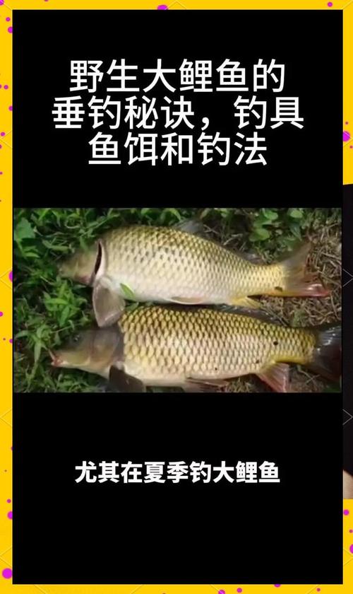 秋季鯉魚釣法_秋天做釣鯉魚個人經驗心得分享必看_秋季釣鯉