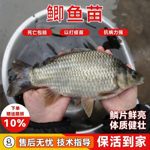 黃金鯽魚和普通鯽魚有什么區別_黃金鯽養殖技術_黃金鯽池塘管理