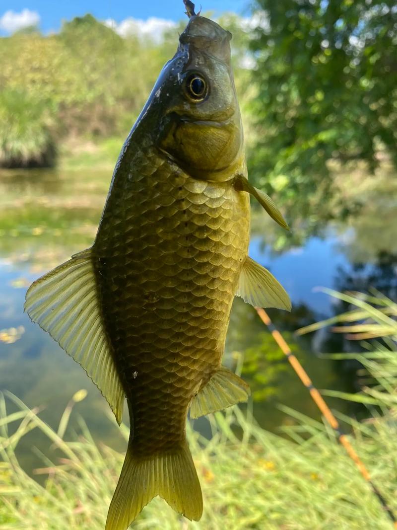 黃金鯽池塘管理_黃金鯽養殖技術_黃金鯽魚和普通鯽魚有什么區別
