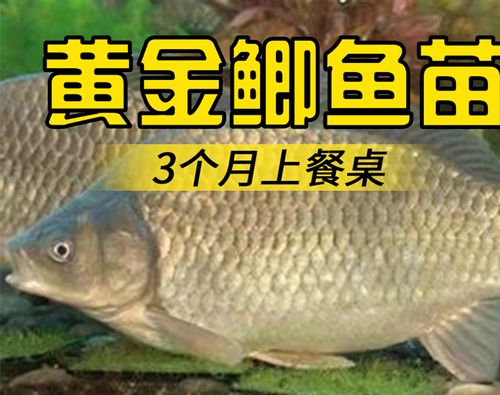 黃金鯽池塘管理_黃金鯽魚和普通鯽魚有什么區別_黃金鯽養殖技術