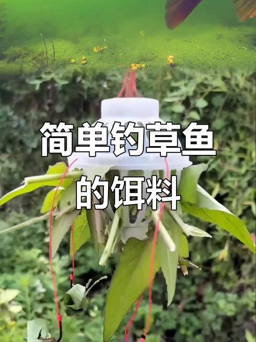 哪種餌料釣草魚好_釣餌草魚好用嗎視頻_釣草魚用什么餌最好