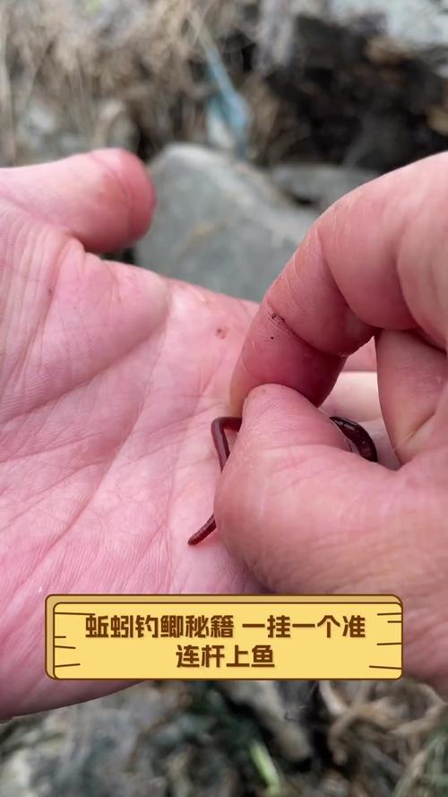 蚯蚓掛鉤方法技巧_蚯蚓釣鯽魚絕密的技巧蚯蚓餌野釣鯽魚絕密技巧_穿鉤法三段掛法優勢
