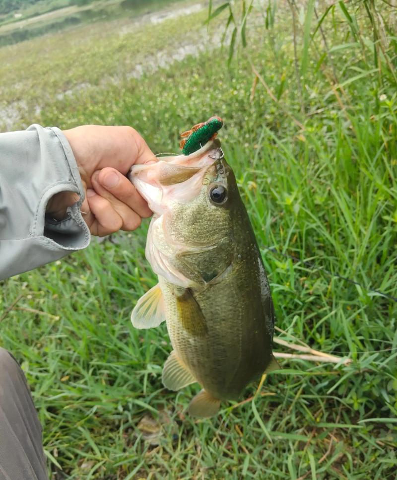 《涉釣英雄傳》第28集巴城特別鱸魚任務必看_海釣鱸魚釣組_釣海鱸魚釣多深