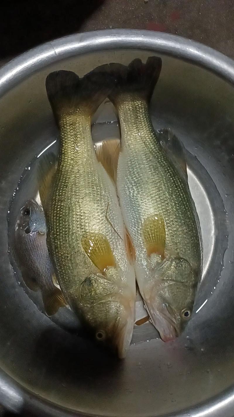 《涉釣英雄傳》第28集巴城特別鱸魚任務必看_海釣鱸魚釣組_釣海鱸魚釣多深