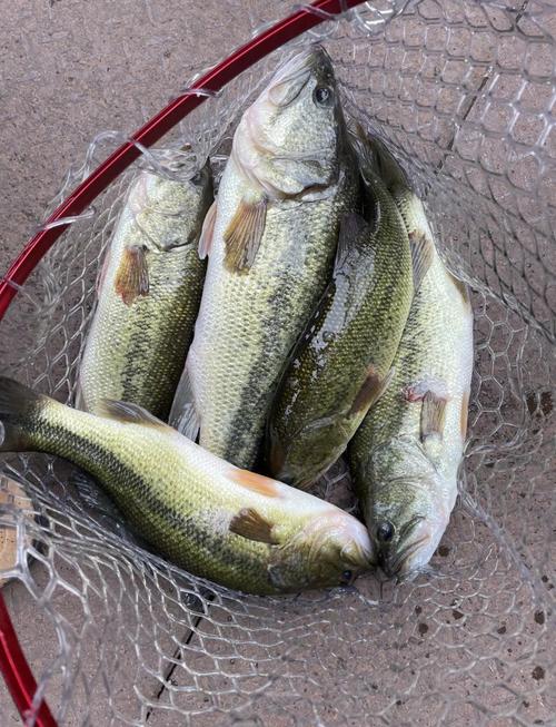 海釣鱸魚釣組_釣海鱸魚釣多深_《涉釣英雄傳》第28集巴城特別鱸魚任務必看