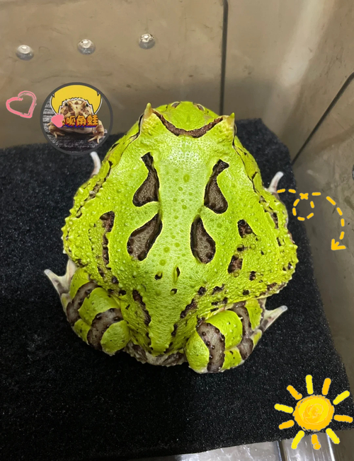 黃金角蛙是什么蛙_角蛙種類 黃金角蛙 草莓角蛙 蝴蝶角蛙 飼養環境 角蛙飲食 蟲林盒子 角蛙養成