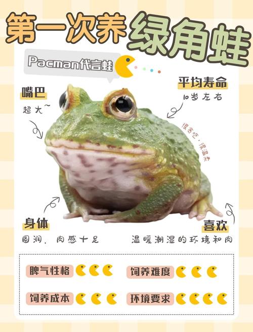 角蛙種類 黃金角蛙 草莓角蛙 蝴蝶角蛙 飼養環境 角蛙飲食 蟲林盒子 角蛙養成_黃金角蛙是什么蛙