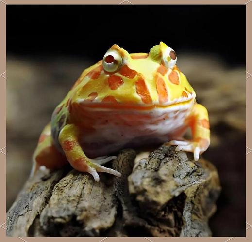 黃金角蛙是什么蛙_角蛙種類 黃金角蛙 草莓角蛙 蝴蝶角蛙 飼養環境 角蛙飲食 蟲林盒子 角蛙養成