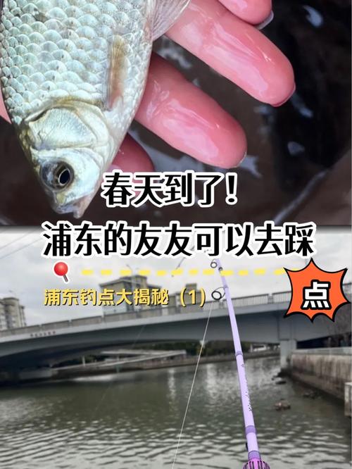 上海釣魚的地方 收費_釣魚上海收費地方有哪些_釣魚上海收費地方推薦