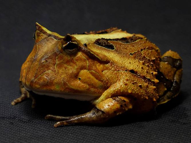 招財蛙特點_角蛙飼養方法_黃金角蛙是什么蛙