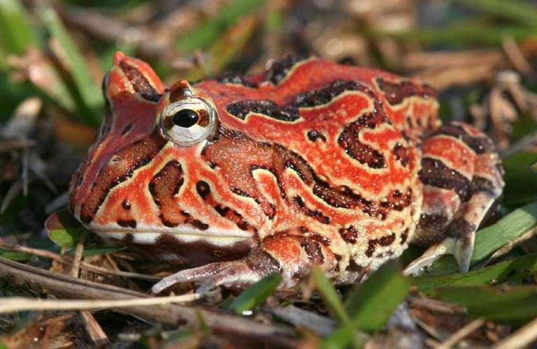角蛙飼養方法_招財蛙特點_黃金角蛙是什么蛙
