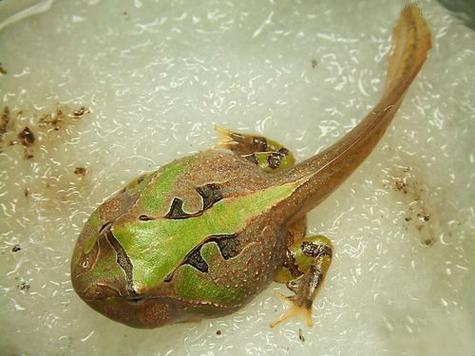 招財蛙特點_黃金角蛙是什么蛙_角蛙飼養方法