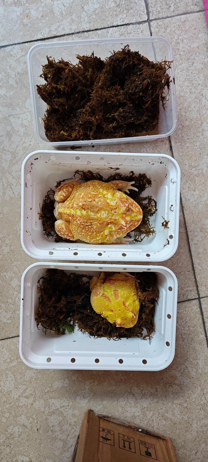 黃金角蛙壽命_角蛙壽命_黃金角蛙壽命