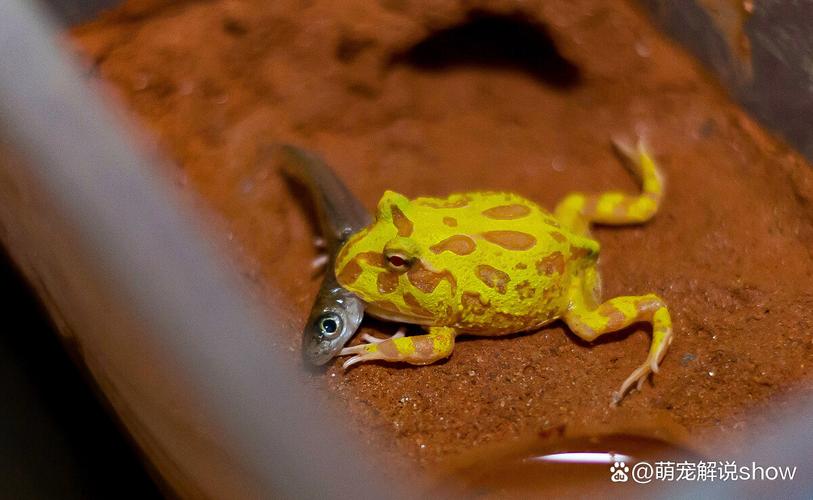 角蛙壽命_黃金角蛙壽命_黃金角蛙壽命