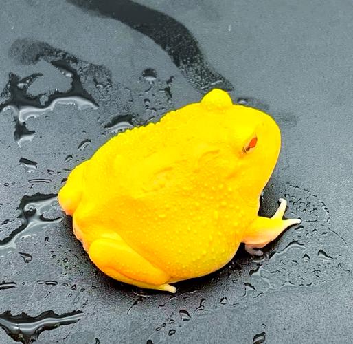 角蛙壽命_黃金角蛙壽命_黃金角蛙壽命