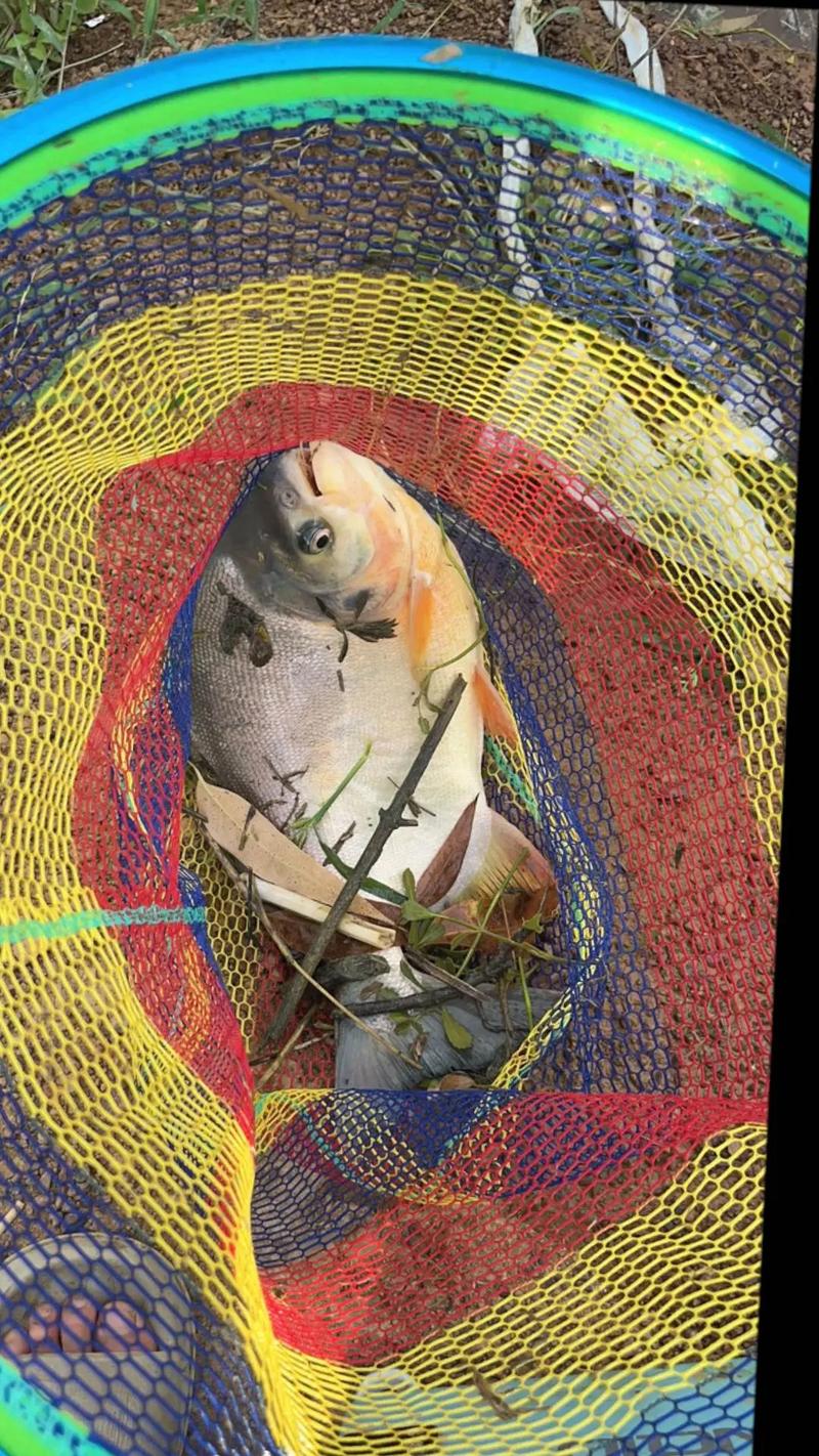 鯧魚食物習性_釣鯧魚用什么餌料_釣紅鯧魚用什么餌料