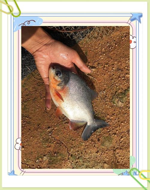 釣鯧魚用什么餌料_鯧魚食物習性_釣紅鯧魚用什么餌料