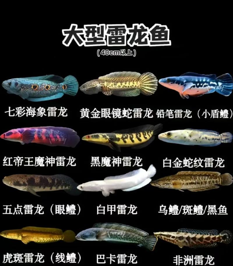巴卡雷龍魚價格_黃金眼鏡蛇雷龍是什么魚_巴卡雷龍魚飼養條件