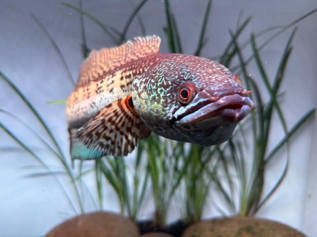 巴卡雷龍魚飼養條件_黃金眼鏡蛇雷龍是什么魚_巴卡雷龍魚價格