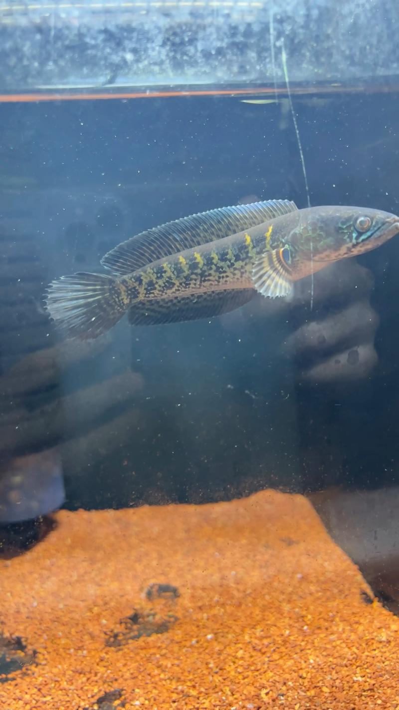 巴卡雷龍魚飼養條件_黃金眼鏡蛇雷龍是什么魚_巴卡雷龍魚價格