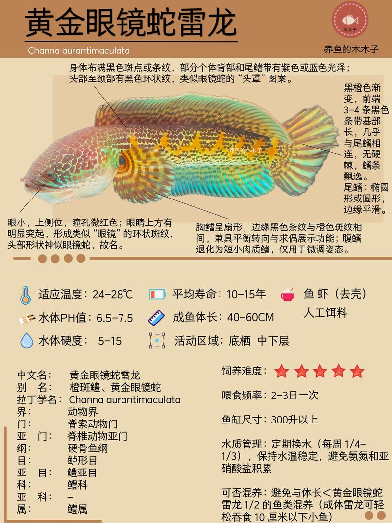 黃金眼鏡蛇介紹_黃金眼鏡蛇雷龍是什么魚_黃金眼鏡蛇特征