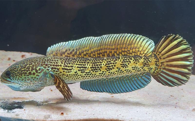 黃金眼鏡蛇介紹_黃金眼鏡蛇雷龍是什么魚_黃金眼鏡蛇特征