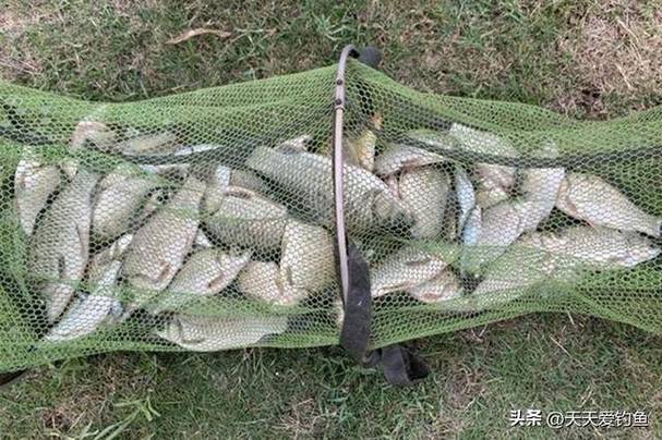 釣魚餌料制作方法_自制垂釣餌料配方_蚯蚓釣鯽魚全過程?