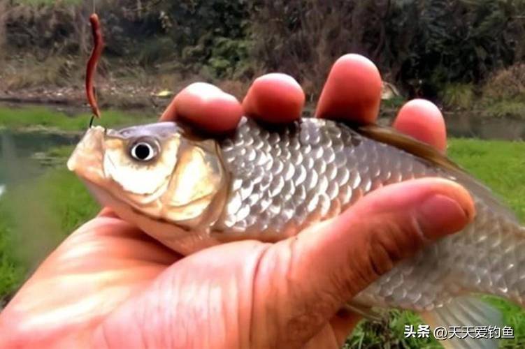 釣魚餌料制作方法_自制垂釣餌料配方_蚯蚓釣鯽魚全過程?