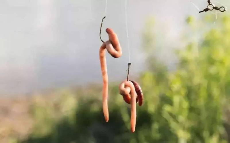 蚯蚓釣鯽魚全過程?_蚯蚓釣魚的奧秘_用蚯蚓可以釣魚嗎