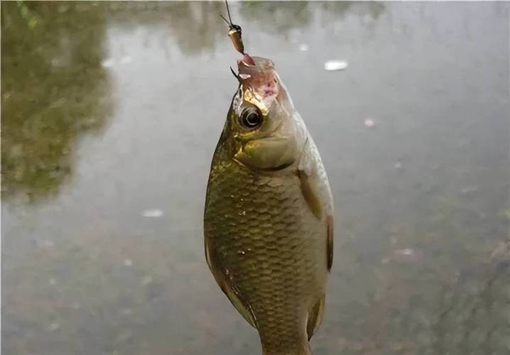 蚯蚓釣鯽魚全過程?_蚯蚓釣魚的奧秘_用蚯蚓可以釣魚嗎