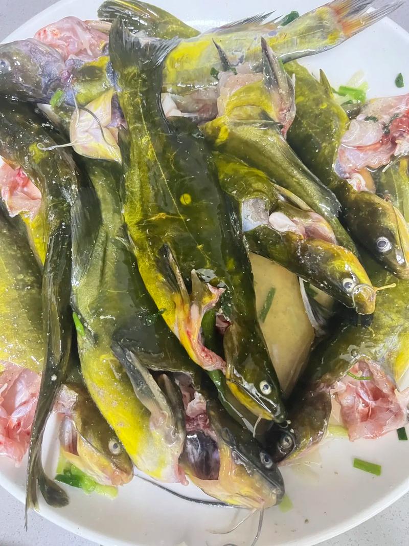 黃辣丁和昂刺魚是一種魚嗎_昂公魚和黃辣丁的區別_黃辣丁和昂刺魚一樣嗎