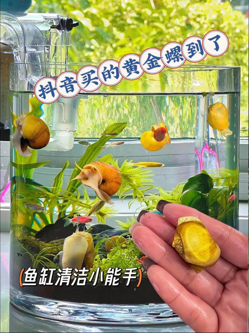 黃螺營養價值_黃螺藥用功效_黃螺是什么螺