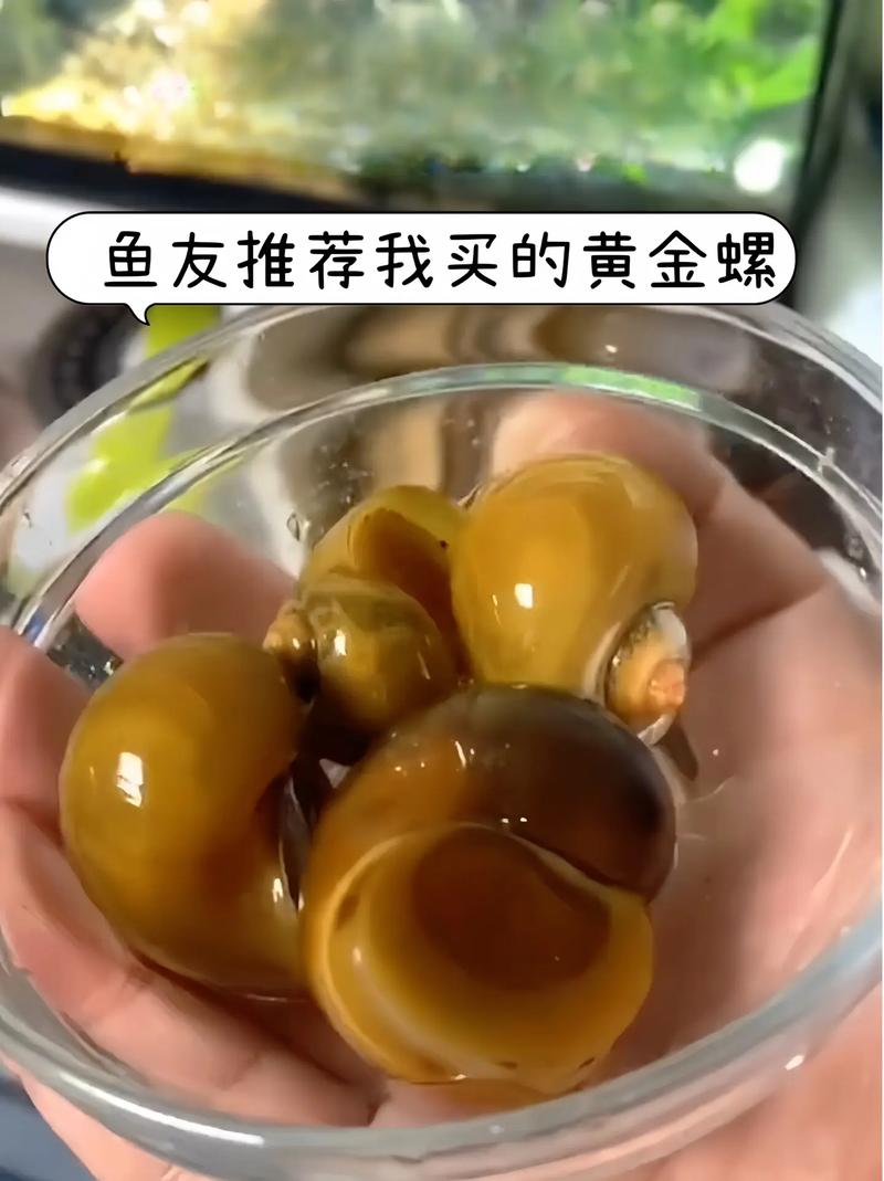 黃螺營養價值_黃螺是什么螺_黃螺藥用功效