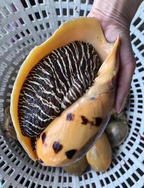鸚鵡螺生物學分類_黃螺是什么螺_福壽螺生物學分類