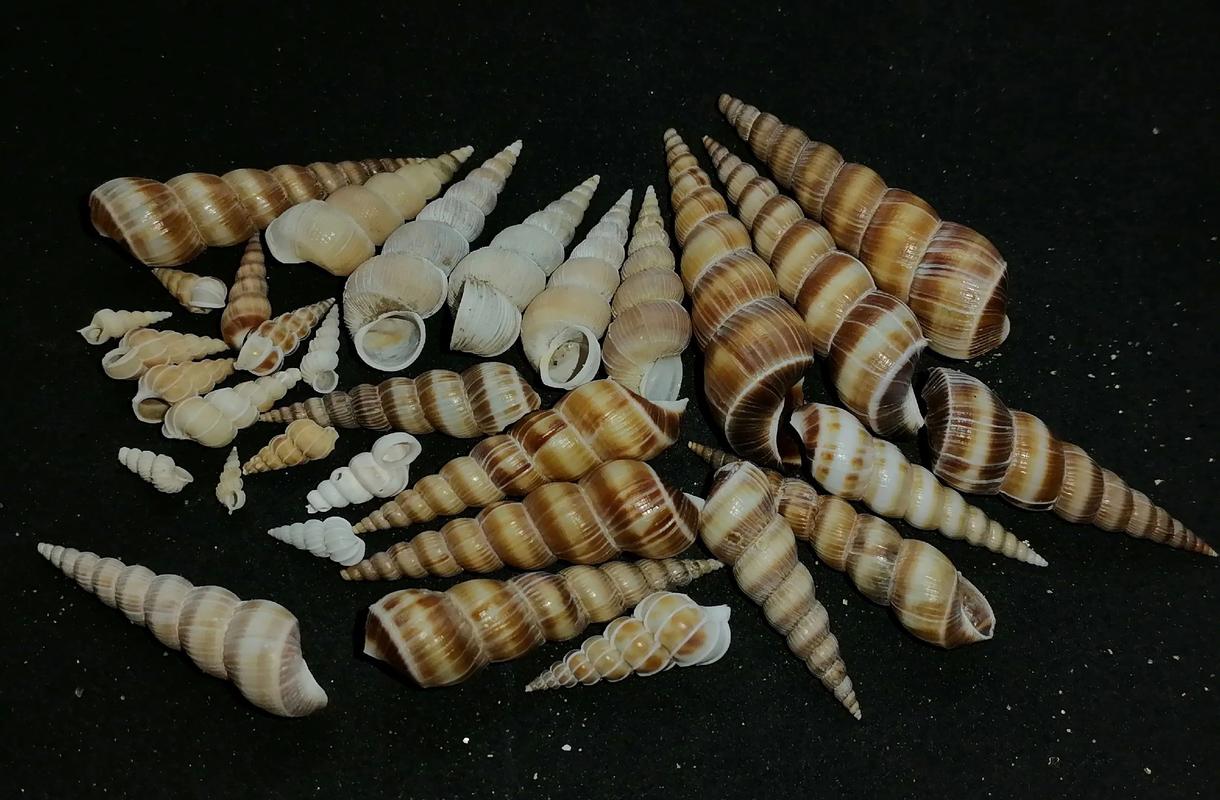 鸚鵡螺生物學分類_福壽螺生物學分類_黃螺是什么螺