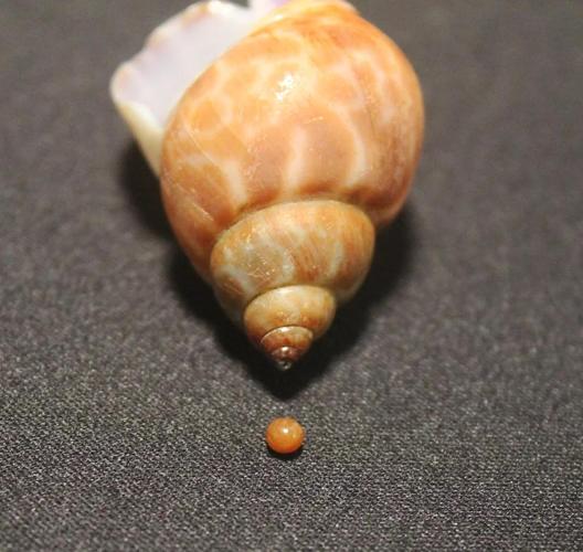 黃螺是什么螺_福壽螺生物學分類_鸚鵡螺生物學分類