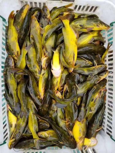 黃骨魚功效_黃骨魚的藥用價值_黃顙魚（黃骨魚）多少錢一斤