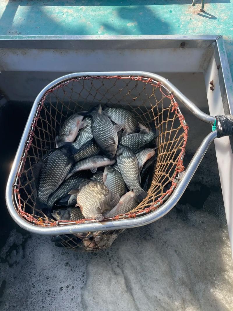 釣魚論壇沈陽釣魚信息_沈陽釣魚網_近期沈陽周邊放魚情況釣魚論壇