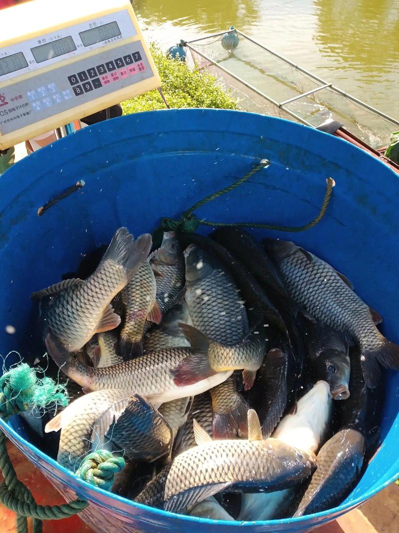 近期沈陽周邊放魚情況釣魚論壇_釣魚論壇沈陽釣魚信息_沈陽釣魚網