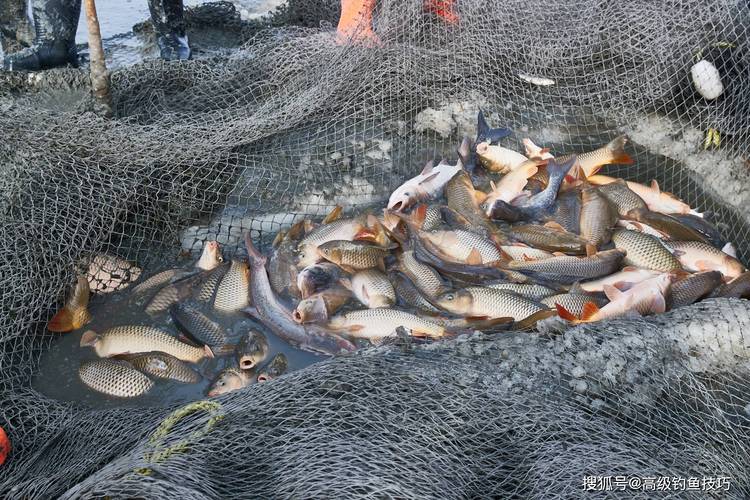 近期沈陽周邊放魚情況釣魚論壇_釣魚論壇沈陽釣魚信息_沈陽釣魚網