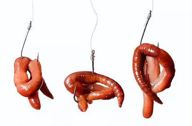 使用蚯蚓餌調釣方法_蚯蚓釣鳙魚青蚯蚓可以做釣餌嗎釣魚店會收嗎_蚯蚓釣餌調漂技巧