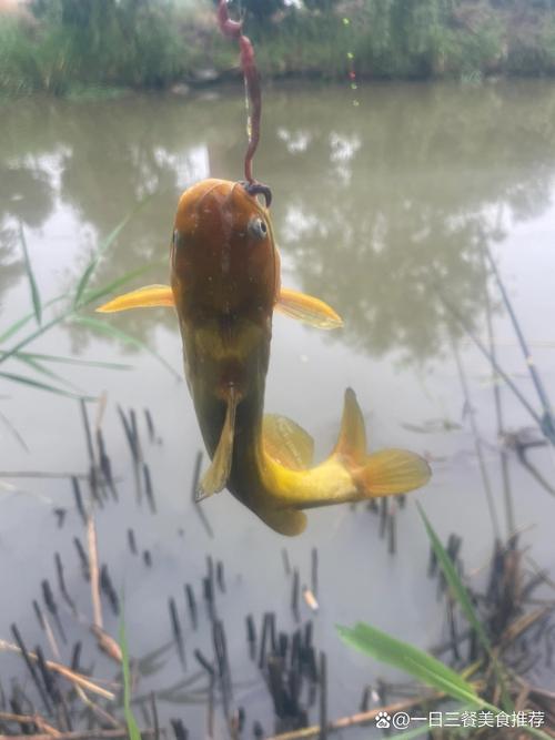 蚯蚓釣鳙魚青蚯蚓可以做釣餌嗎釣魚店會收嗎_使用蚯蚓餌調釣方法_蚯蚓釣餌調漂技巧