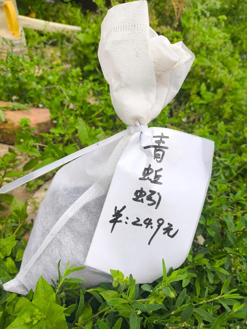 釣鯉魚蚯蚓餌用法_釣鯽魚蚯蚓餌技巧_蚯蚓釣鳙魚青蚯蚓可以做釣餌嗎釣魚店會收嗎