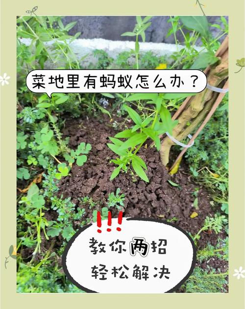夏天野釣防蚊蟲_火紅蟻防治方法_近期野釣慘遭螞蟻圍攻快速處理辦法