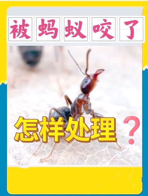 火紅蟻防治方法_近期野釣慘遭螞蟻圍攻快速處理辦法_夏天野釣防蚊蟲