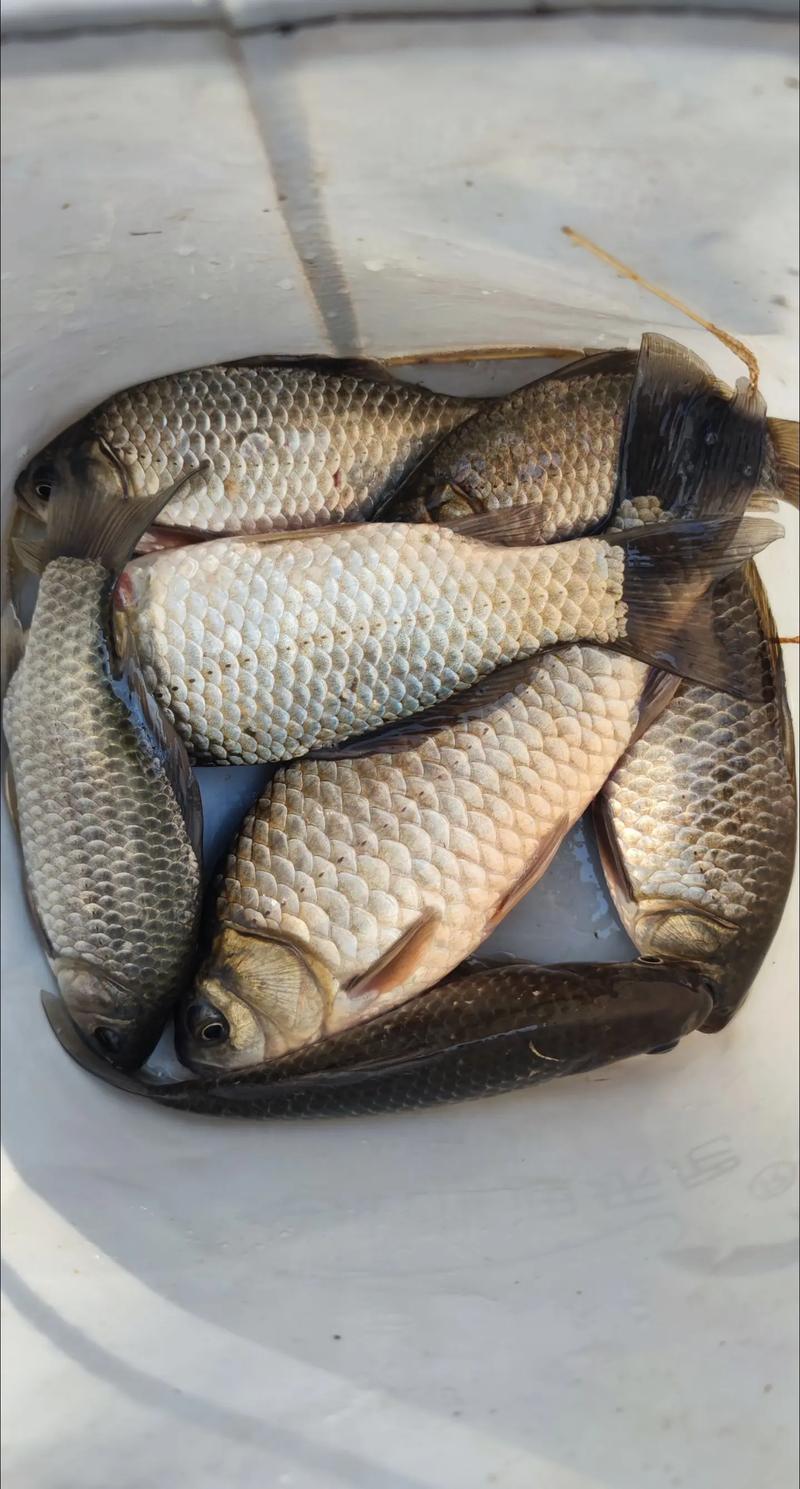 上海釣魚吧百度貼吧_上海釣法_上海釣魚吧