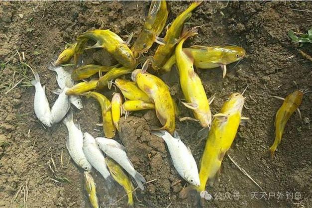 黃顙魚吃了有什么好處_黃顙魚愛吃什么魚餌_黃顙魚吃料差什么原因